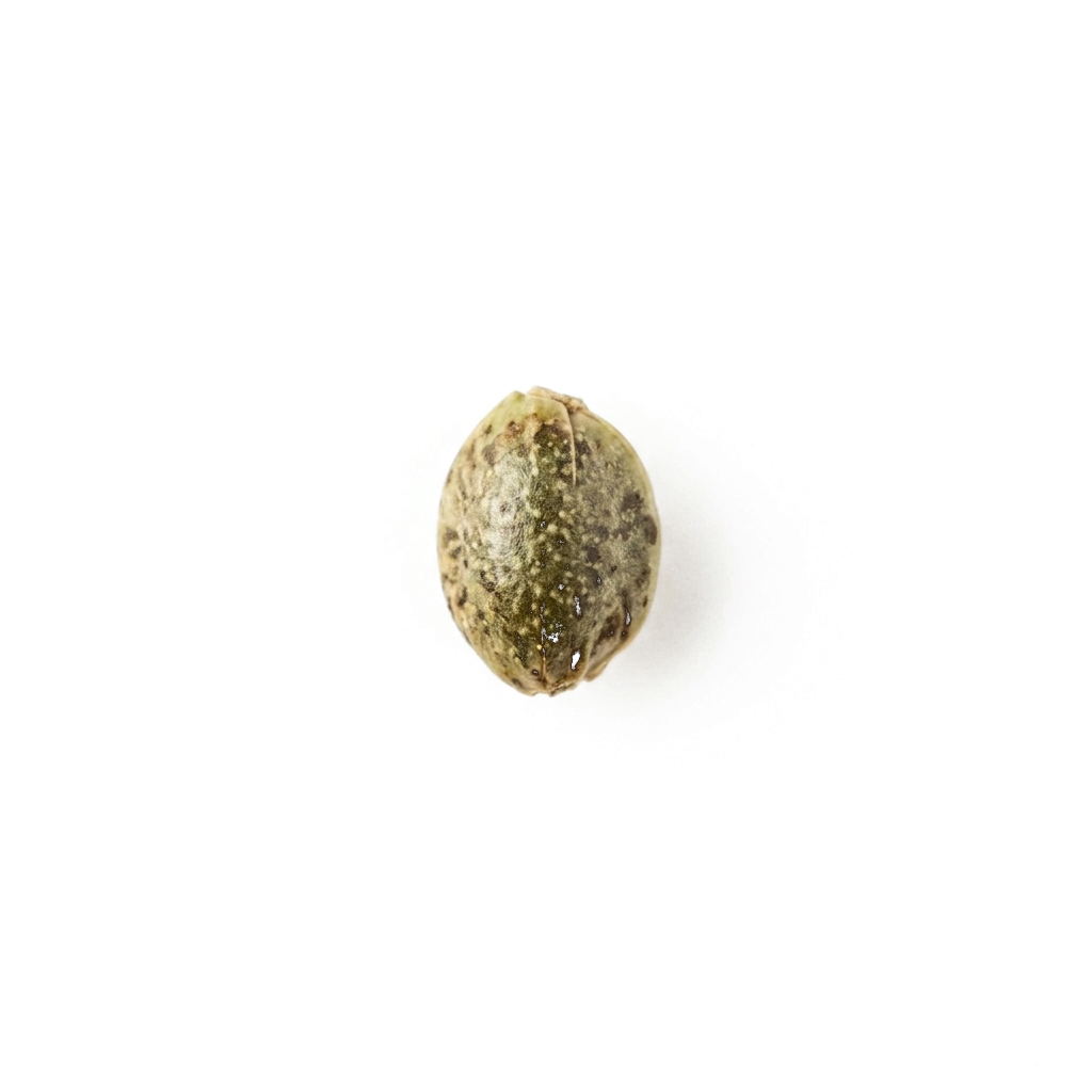 Hampafrön på vit bakgrund